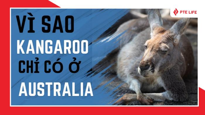 Tại sao Kangaroo chỉ có ở Úc