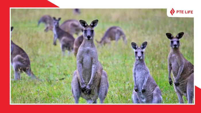 tai-sao-kangaroo-chi-co-o-uc
