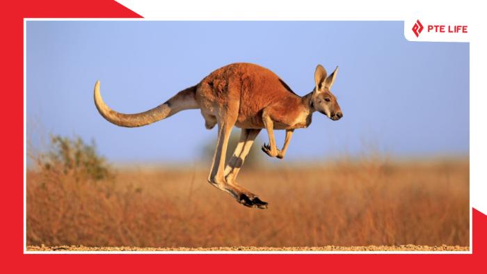 tai-sao-kangaroo-chi-co-o-uc