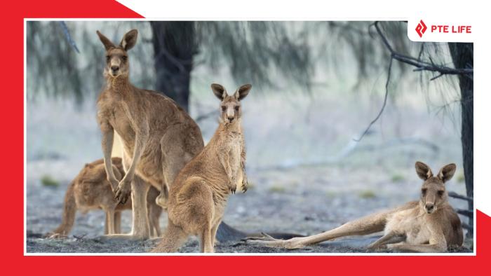 tai-sao-kangaroo-chi-co-o-uc