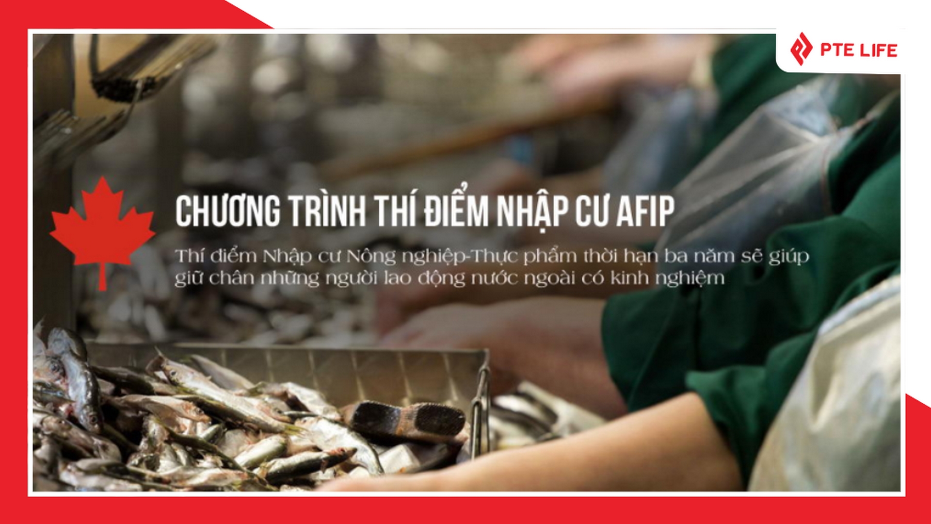 Bạn có thể định cư Canada theo diện tay nghề theo chương trình thí điểm AFIP